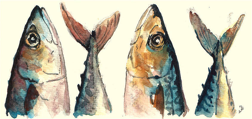 mackerel-fishes-juan-bosco